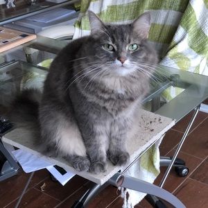 Meet your Posher, Sharon